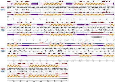 Interrogating the Role of the Two Distinct Fructose-Bisphosphate Aldolases of Bacillus methanolicus by Site-Directed Mutagenesis of Key Amino Acids and Gene Repression by CRISPR Interference